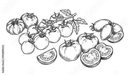 Hand drawn tomato collection with cherry and sliced varieties detailed line art vector isolated on white