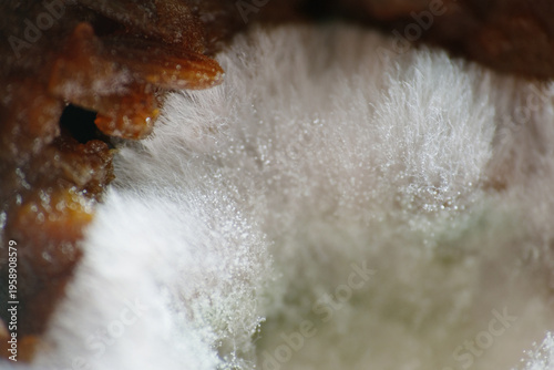 Macro texture of white mold or fungus growth on top layer of food