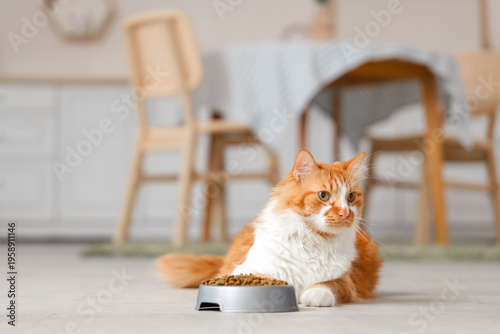 Cute cat lying near bowl with dry food at home