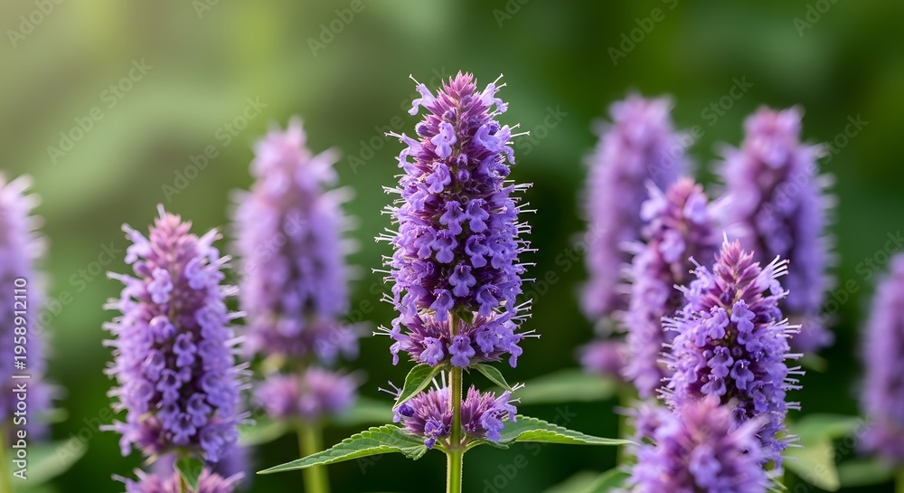 Obraz premium Closeup of vibrant purple Agastache flowers blooming in a garden on a sunny day.