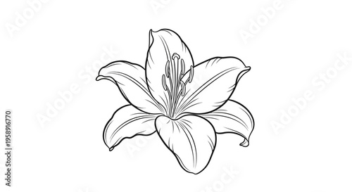 Black outline drawing of a blooming lily flower