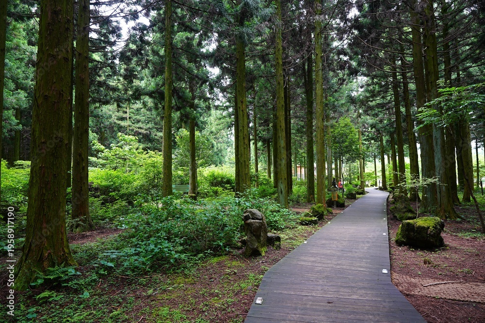 Fototapeta premium fine boardwalk through cedar forest