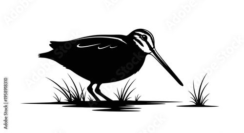Silhouette of a bird with long beak standing among grass in grayscale