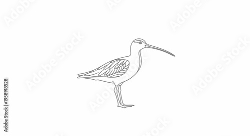 Minimalist bird illustration with long curved beak on clean white background