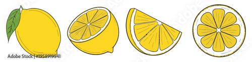 Fresh whole, half and sliced lemon handdrawn illustration. 