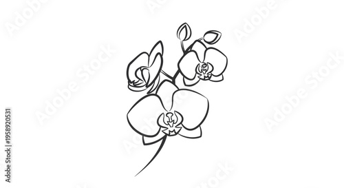 Black outline drawing of delicate orchid flowers and buds