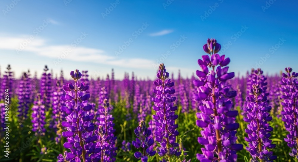 Obraz premium Purple Lupine Flowers Blooming in a Field Under Blue Sky.
