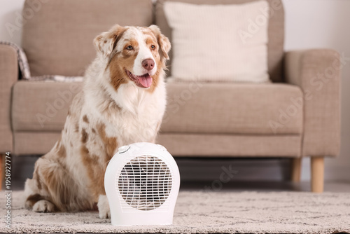 Australian Shepherd dog wit...