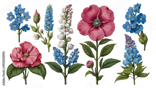 Vintage Botanical Floral Illustration Set Featuring Pink Hollyhock and Blue Wildflowers