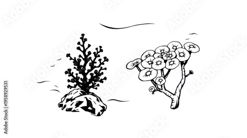 Botanical Line Art Illustration of Marine Coral and Abstract Flower Like Plant