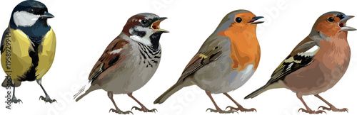 Collection of small colorful songbird illustrations including sparrow robin and tit isolated on light background realistic flat vector wildlife set for nature design