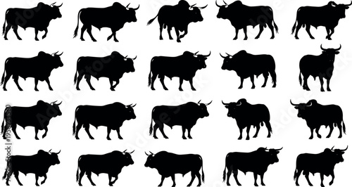 Collection of bull silhouettes in various standing poses, farm livestock animal set, black cattle shapes illustration for agriculture, ranch branding design isolated background