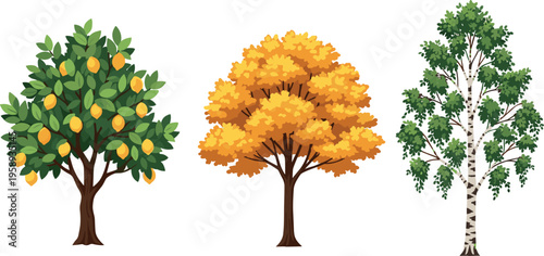 Collection of different trees including lemon fruit tree autumn foliage and birch, nature plant illustration set, garden landscape elements isolated detailed vector design
