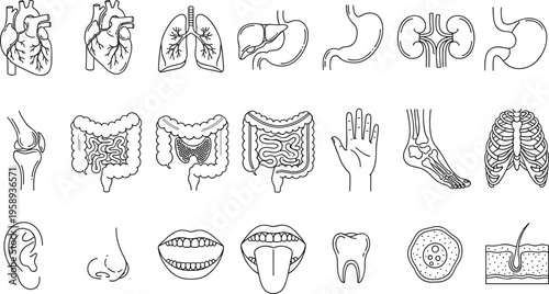 Human anatomy line icons set organs medical body systems healthcare biology vector illustration modern outline collection education diagram