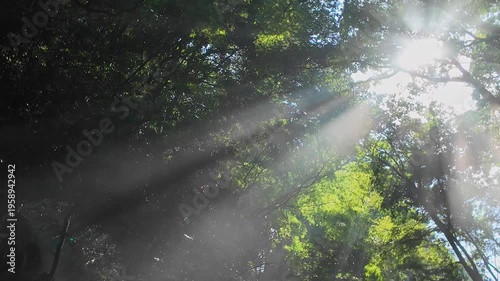 夏でも涼しい菊池渓谷