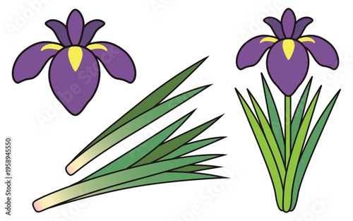 花菖蒲と葉菖蒲のセットイラスト 端午の節句 子供の日の素材