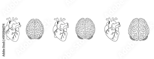 Detailed illustrations of human heart anatomy.
