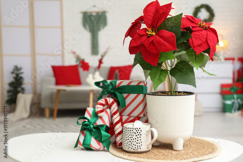 Christmas flower poinsettia...