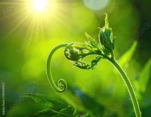 Young plant shoot unfurling, with sunlight streaming through foliage