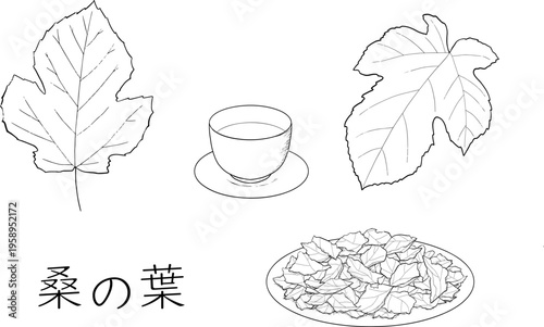 桑の葉茶のペン画セット
