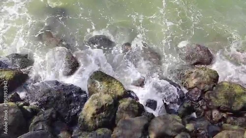 fish on the rocks