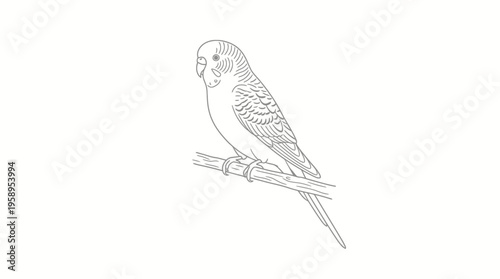 Black and white line drawing of a small budgerigar bird perched on a branch, perfect for coloring or simple illustration.
