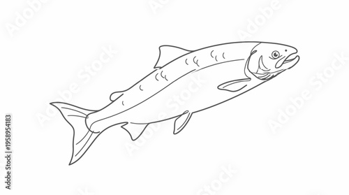 Detailed line art drawing of a salmon fish swimming, depicted in a minimalist black and white style.