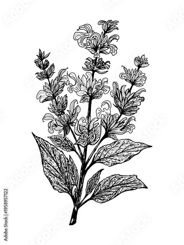 фотографія Black and white botanical illustration of sage salvia plant branch with detailed