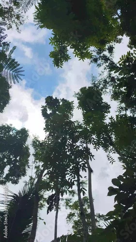 forest and sky