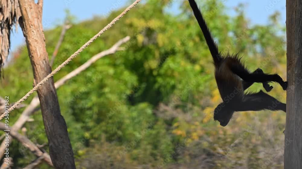 Monkey Fall On Rope Detail of an agile spider monkey climbing and jumping ropes in a ...
