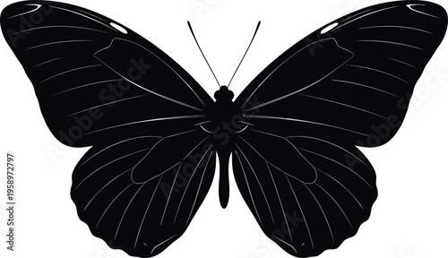 Elegant black butterfly silhouette with detailed symmetrical wings and intricate vein patterns, perfect for nature, design, decoration, tattoo art, and educational illustration projects.