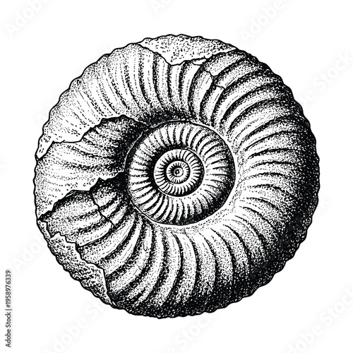 Ammonite fossil vector graphic with spiral shell structure and textured detail