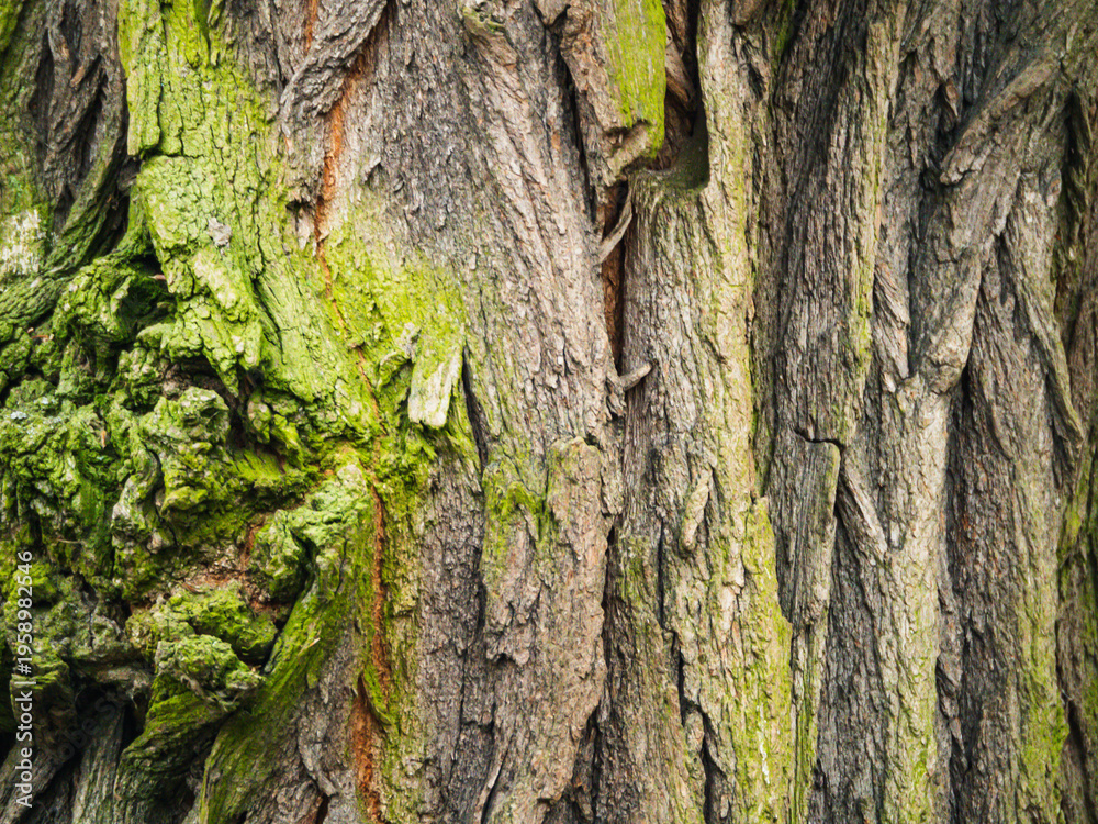 Fototapeta premium Moss clings to rugged, weathered bark