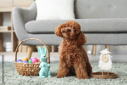 Cute Toy Poodle dog with wicker basket of Easter eggs and toy rabbit sitting on carpet in living room