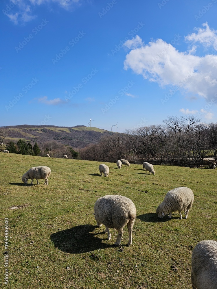 Fototapeta premium Flock of sheep grazing on green hill under blue sky with wind turbines in the distance