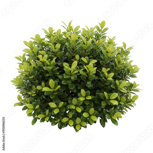 Lush green bush isolated on transparent background
