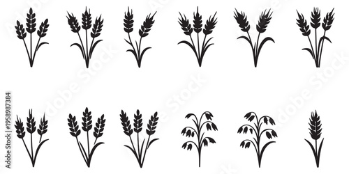 Various black wheat and grain silhouette illustrations on white editable vector file