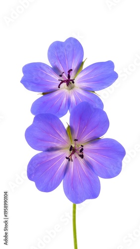 Two vibrant purple flowers