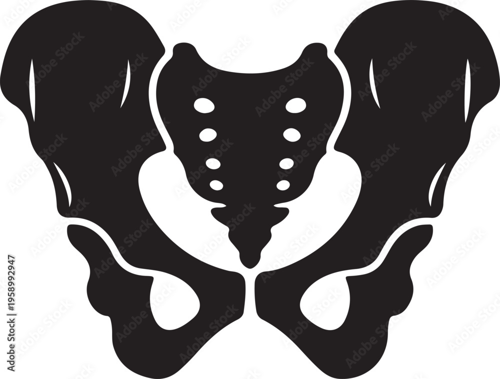 Naklejka premium Human Skeleton Bones Silhouette Vector, Anatomy Skull Spine Rib Cage SVG