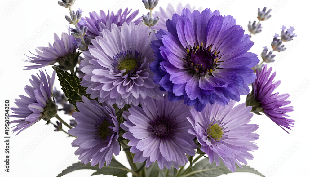 Obraz premium Close-up of vibrant purple aster flowers with delicate petals on white background