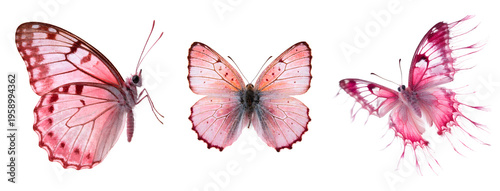 Pink butterfly set isolated on transparent background PNG, flying, side view, symmetry wings, realistic insect