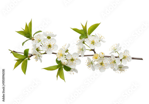 White spring blossom branch isolated on transparent background