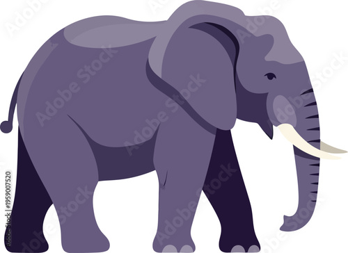 A large gray elephant walks slowly on white background.