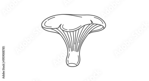 Chanterelle Mushroom Outline Drawing, Edible Wild Fungus, Simple Vector Illustration