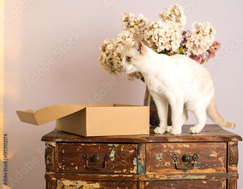 Cream cat near open box on antique dresser