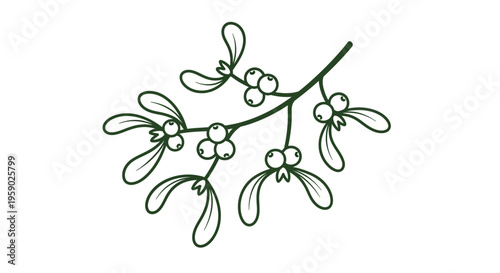 Mistletoe branch with white berries.