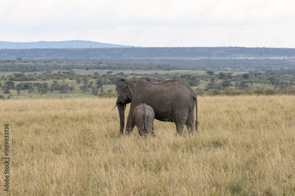 Fototapeta premium African elephant cow with her young calf grazing in the grasslands of Maasai Mara National Reserve Kenya