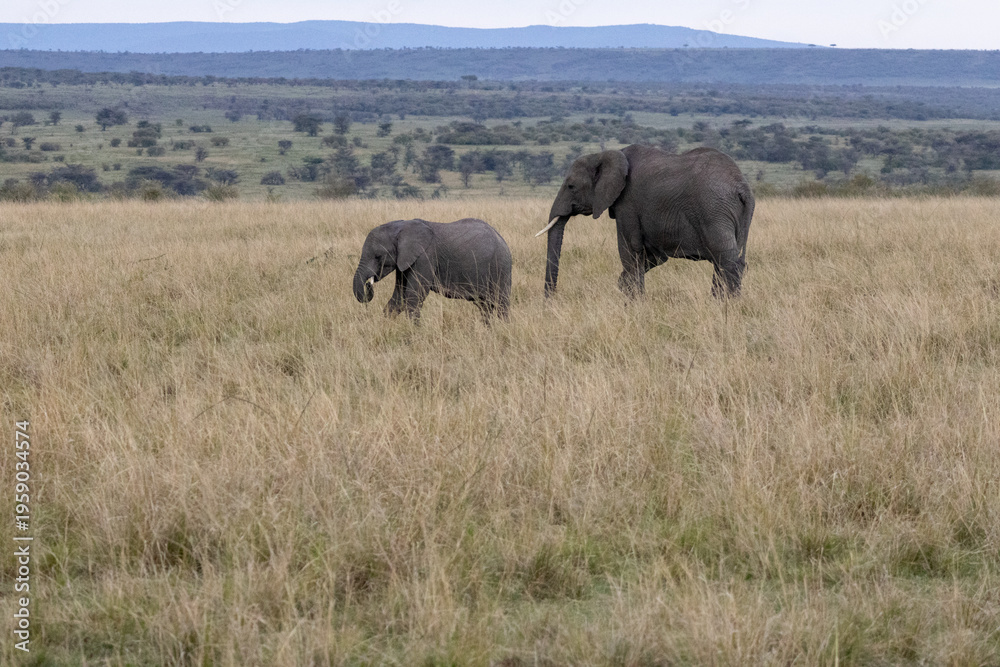 Fototapeta premium African elephant and calf walking across the open savannah in Maasai Mara National Reserve Kenya