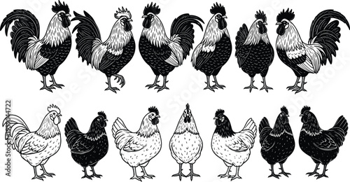 Vintage rooster and hen engraving set hand drawn poultry farm birds collection black white detailed vector rustic country illustration