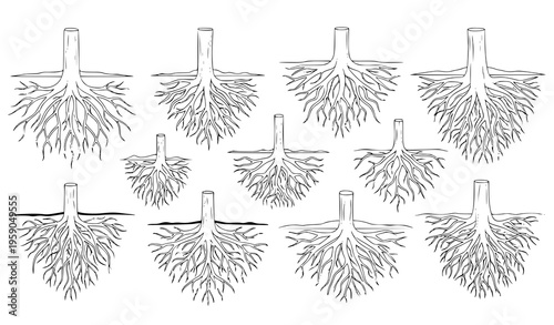 A detailed illustration of various root systems showcasing the diverse growth patterns of tree roots underground in a minimalist line art style